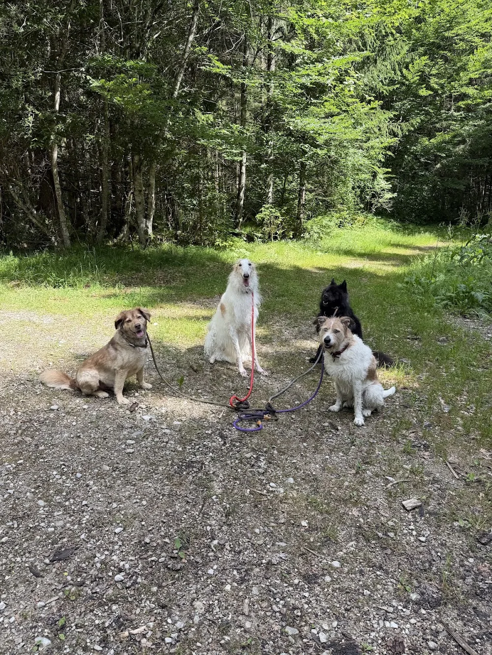 Hundebetreuung Best Friend - Schwendt - Austria pet otel görseli 3