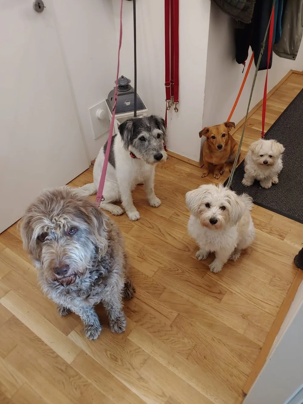 Hundebetreuung Claudia Hutter - Austria pet otel görseli 3