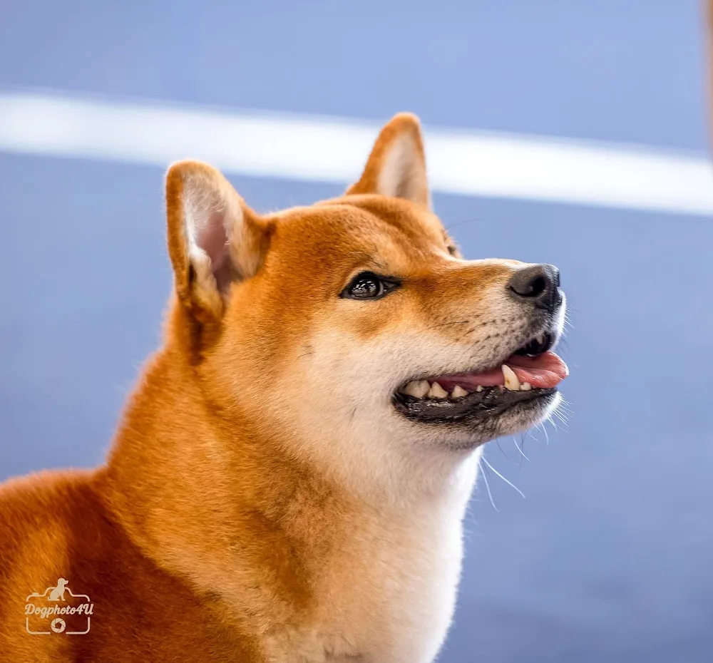 hundecampus - Hundebetreuung - Austria pet otel görseli 6
