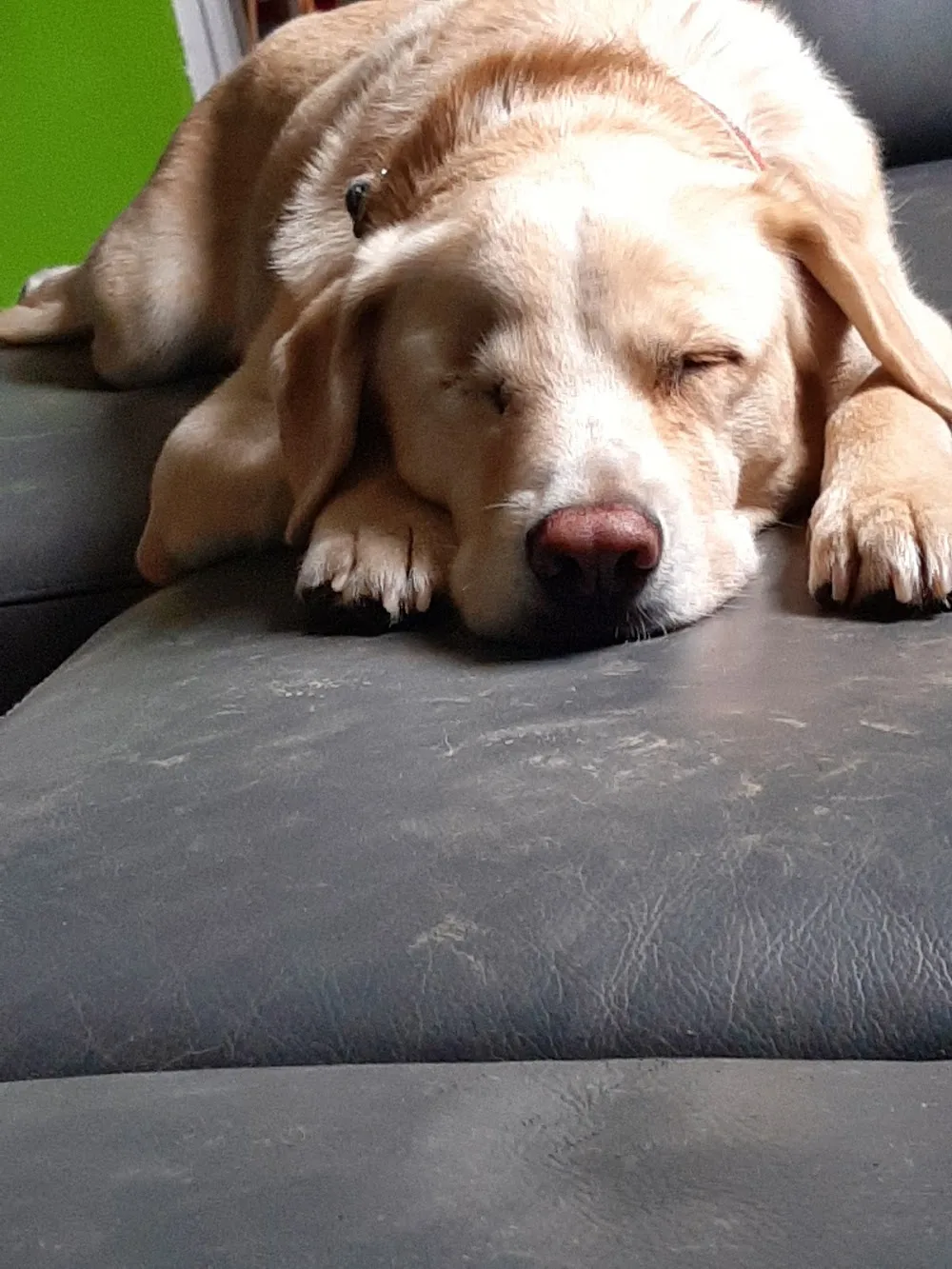 hundecampus - Hundebetreuung - Austria pet otel görseli 7