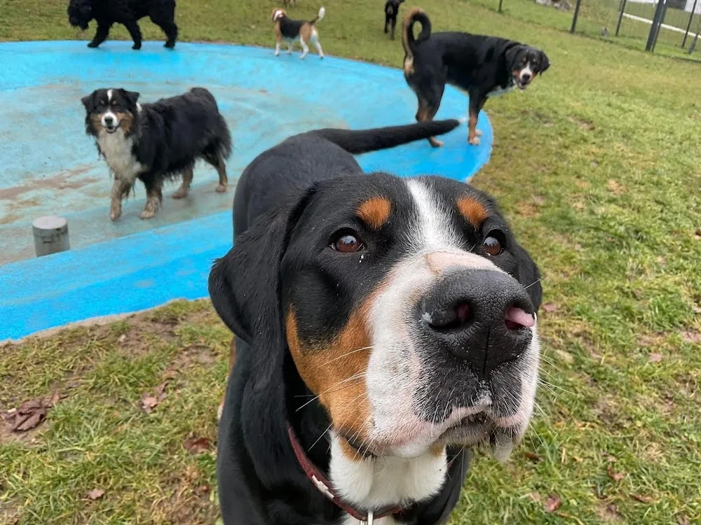 Hundehotel - Hundesalon Anders! - Austria pet otel görseli 3