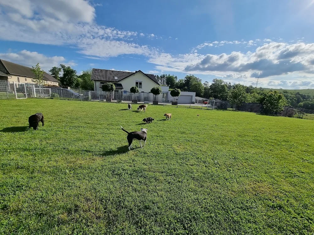 Hundepension Amico - Austria pet otel görseli 2