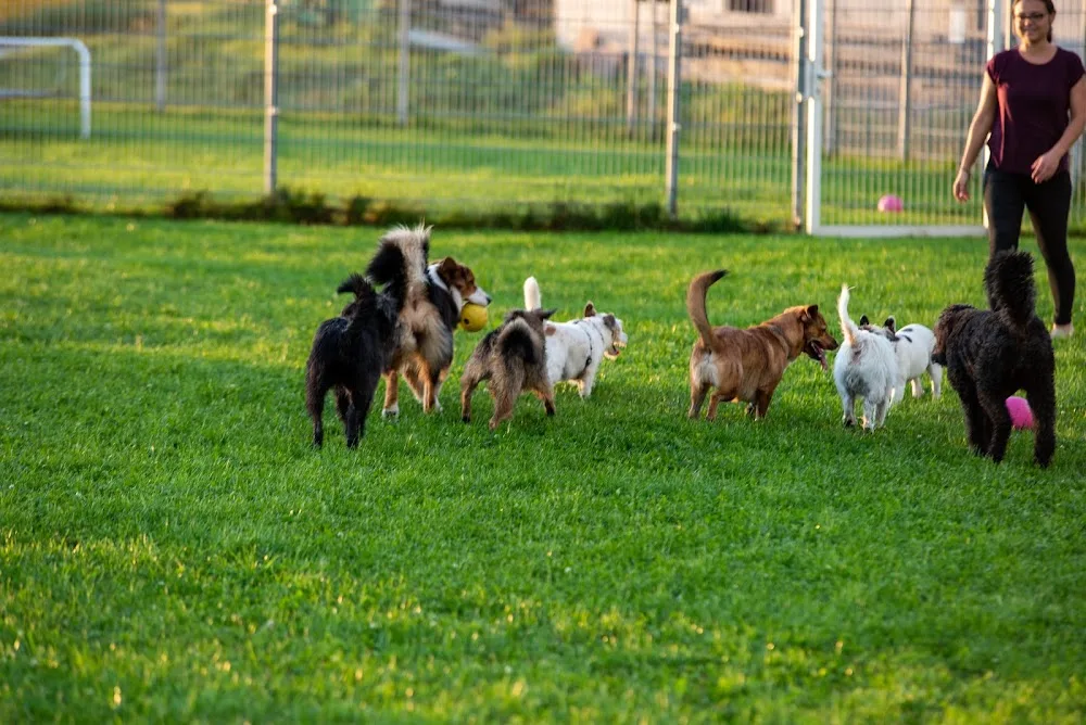 Hundepension Amico - Austria pet otel görseli 4
