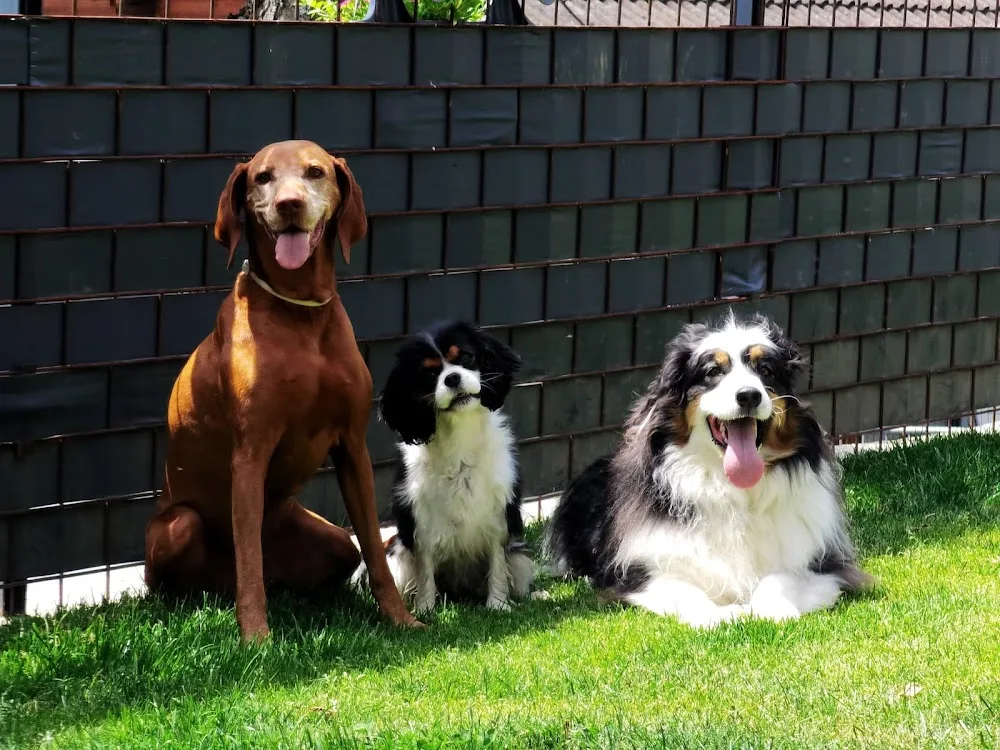 Hundepension Bergparadies - Austria pet otel görseli 7