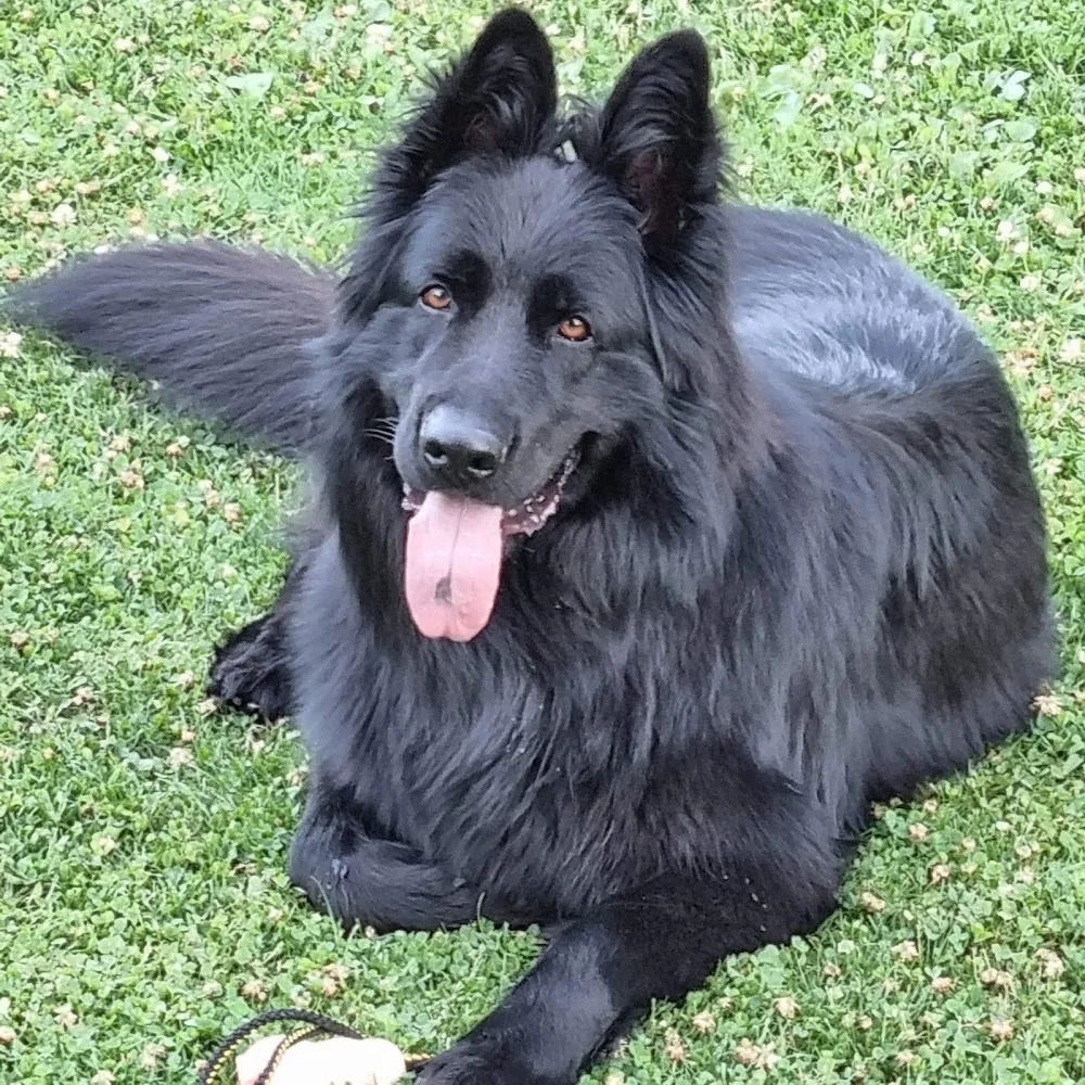 Hundepension Erika - Austria pet otel görseli 8