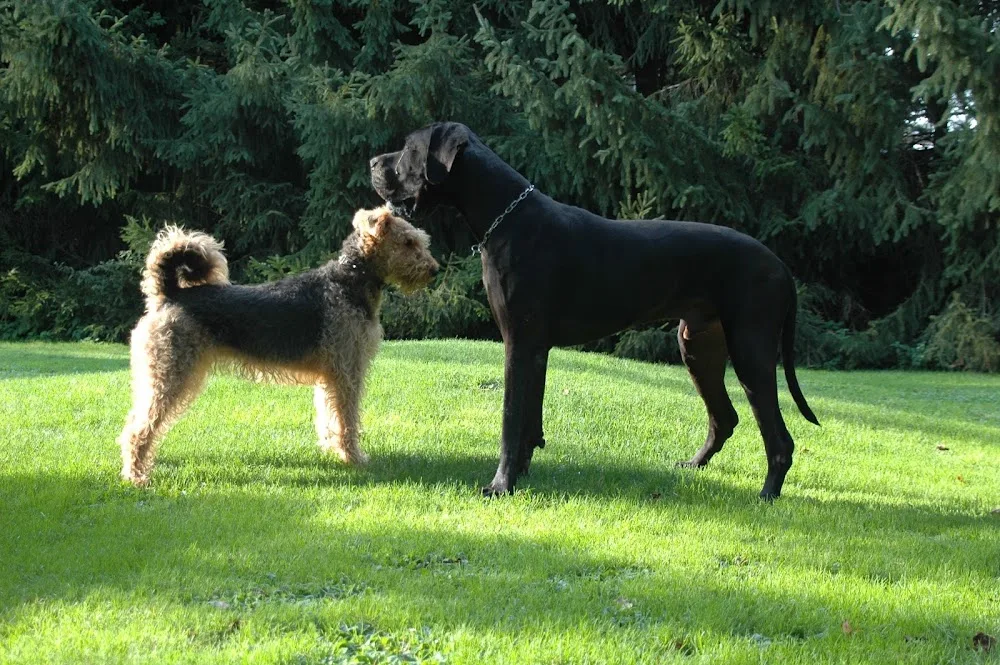 Hundepension Erika - Austria pet otel görseli 10