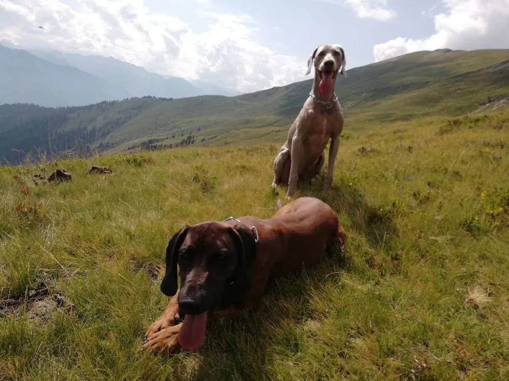 Hundepension Trumlinghof - Austria pet otel görseli 3