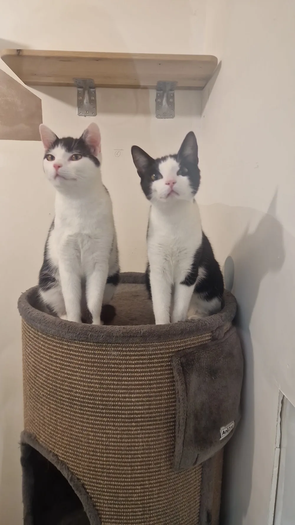 Katzenbetreuung Salzburg - katzenhotel-salzburg.at Tierpension Salzburg - Austria pet otel görseli 14