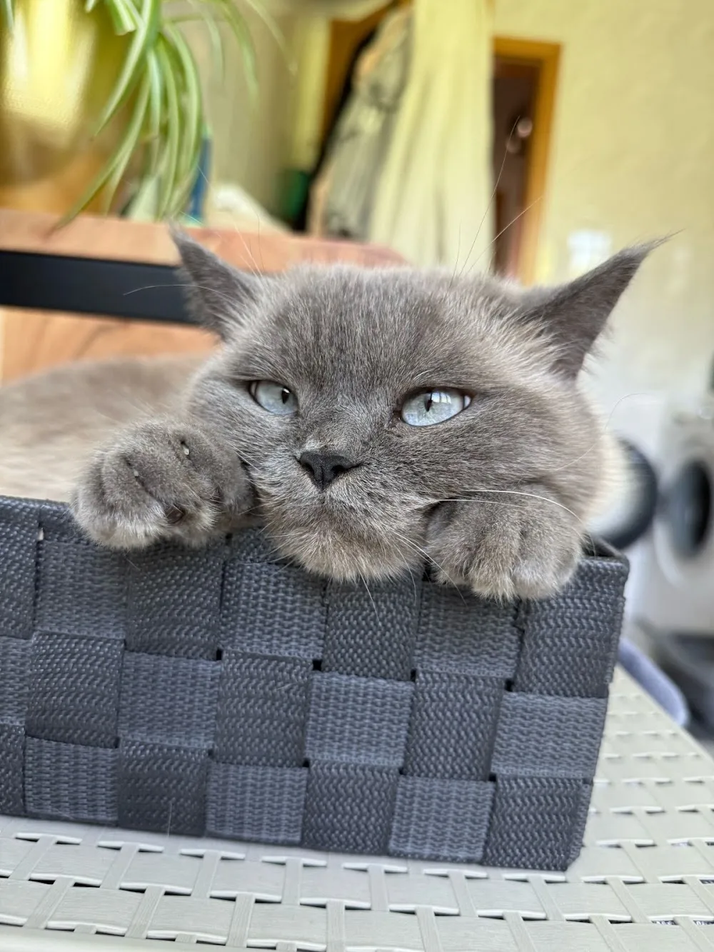 Katzenbetreuung Salzburg - katzenhotel-salzburg.at Tierpension Salzburg - Austria pet otel görseli 15