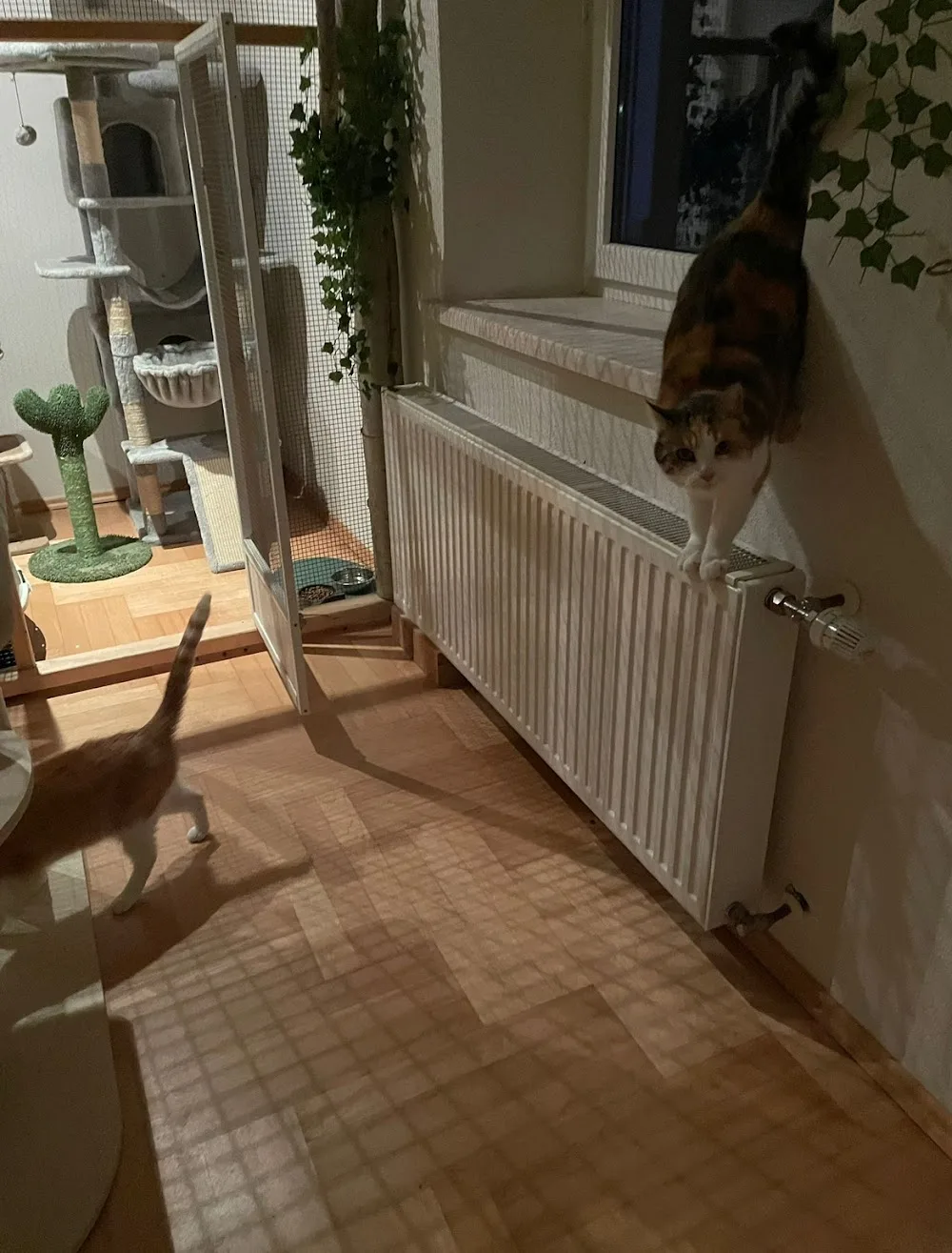 Katzenhotel Thalland - Austria pet otel görseli 15