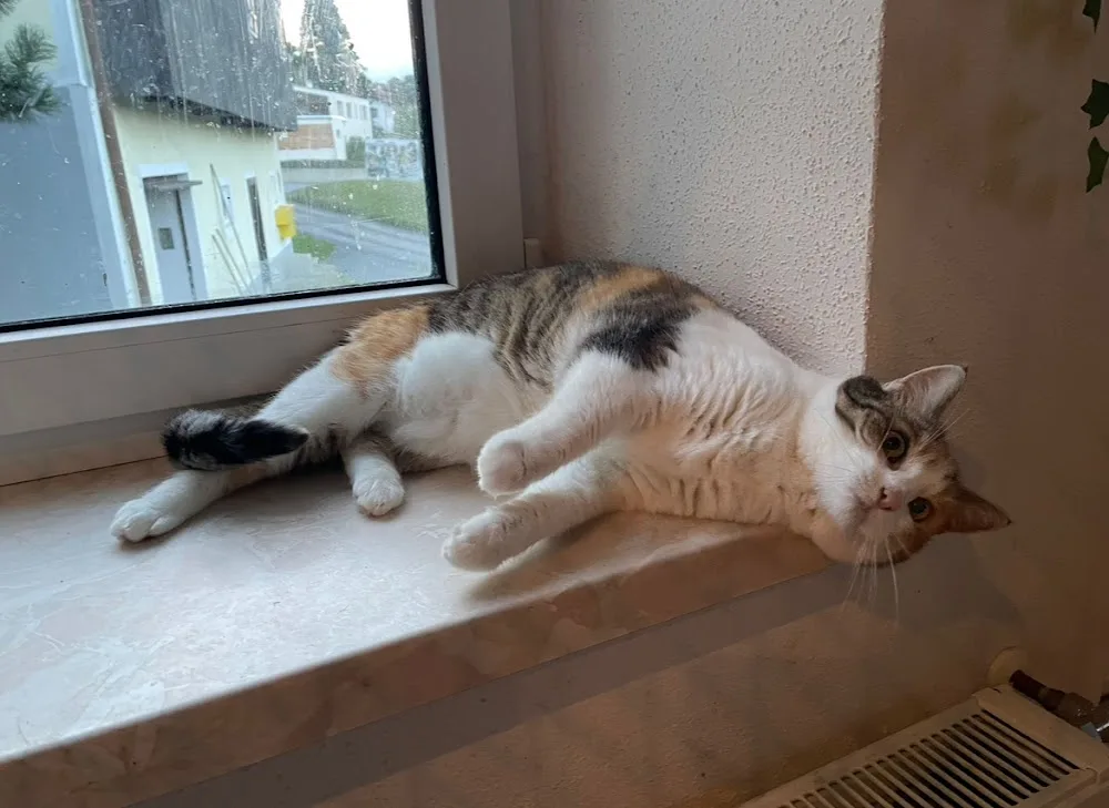 Katzenhotel Thalland - Austria pet otel görseli 18