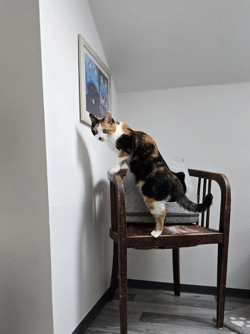 Katzenpension Happy Cat - Austria pet otel görseli 11