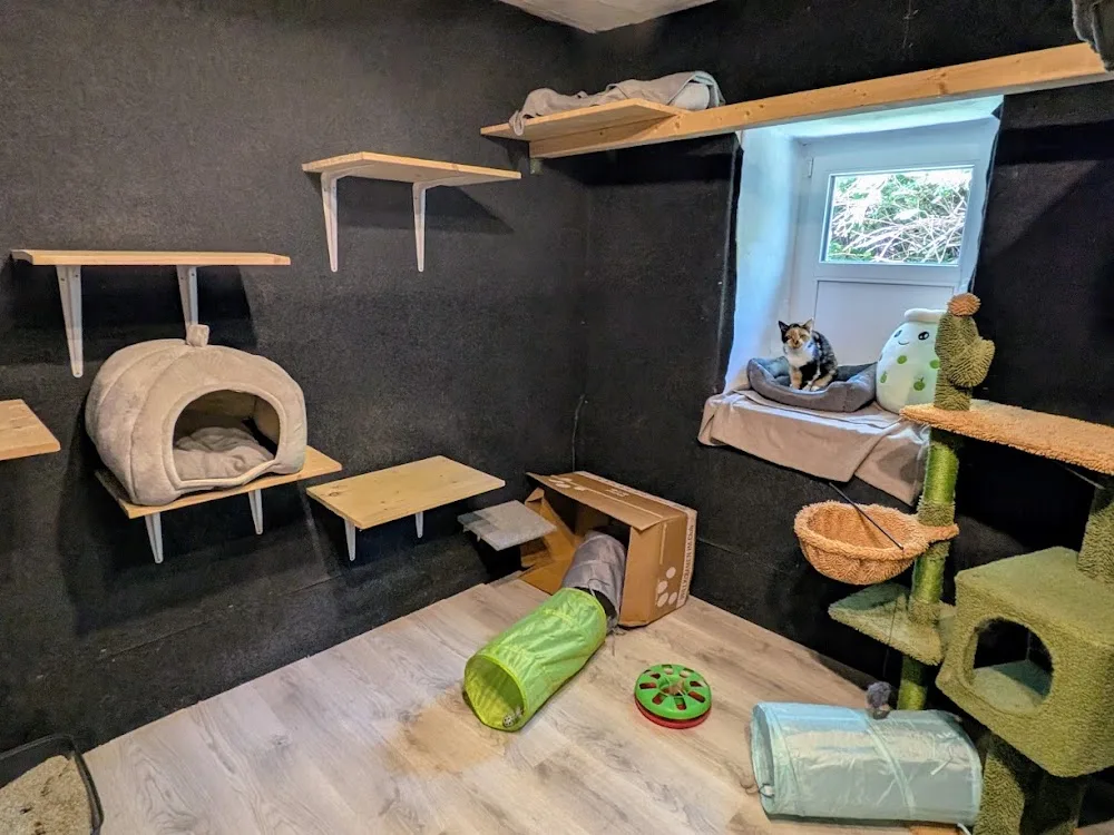 Katzenpension Katzenurlaub Lion Paws - Austria pet otel görseli 11