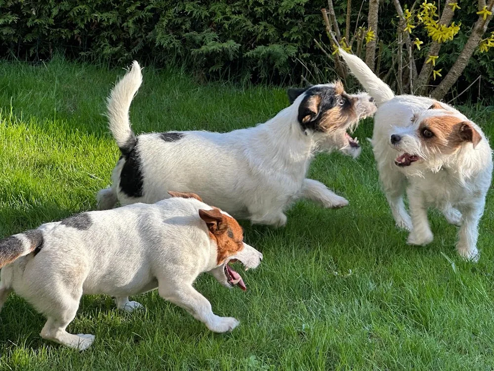 Kitz Hund - Hundebetreuung - Austria pet otel