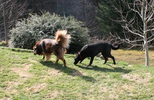 Kleintierpension Claudia's Pfoten-Ranch (Hundepension, Katzenpension) - Austria pet otel görseli 15
