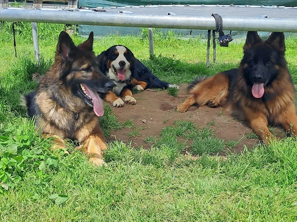 Nadine's Hundepension mit Herz - Austria pet otel görseli 14