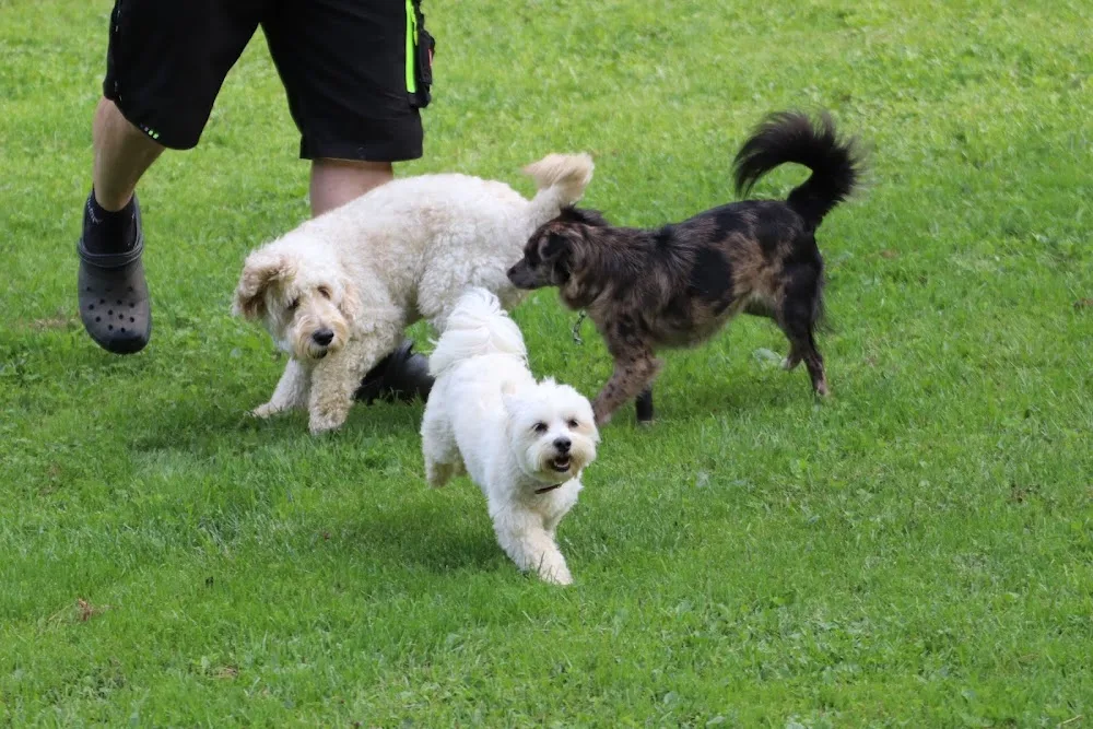 Only for Dogs - Austria pet otel görseli 7