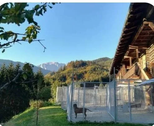 Tierpension Fohlenhof - Austria pet otel görseli 2