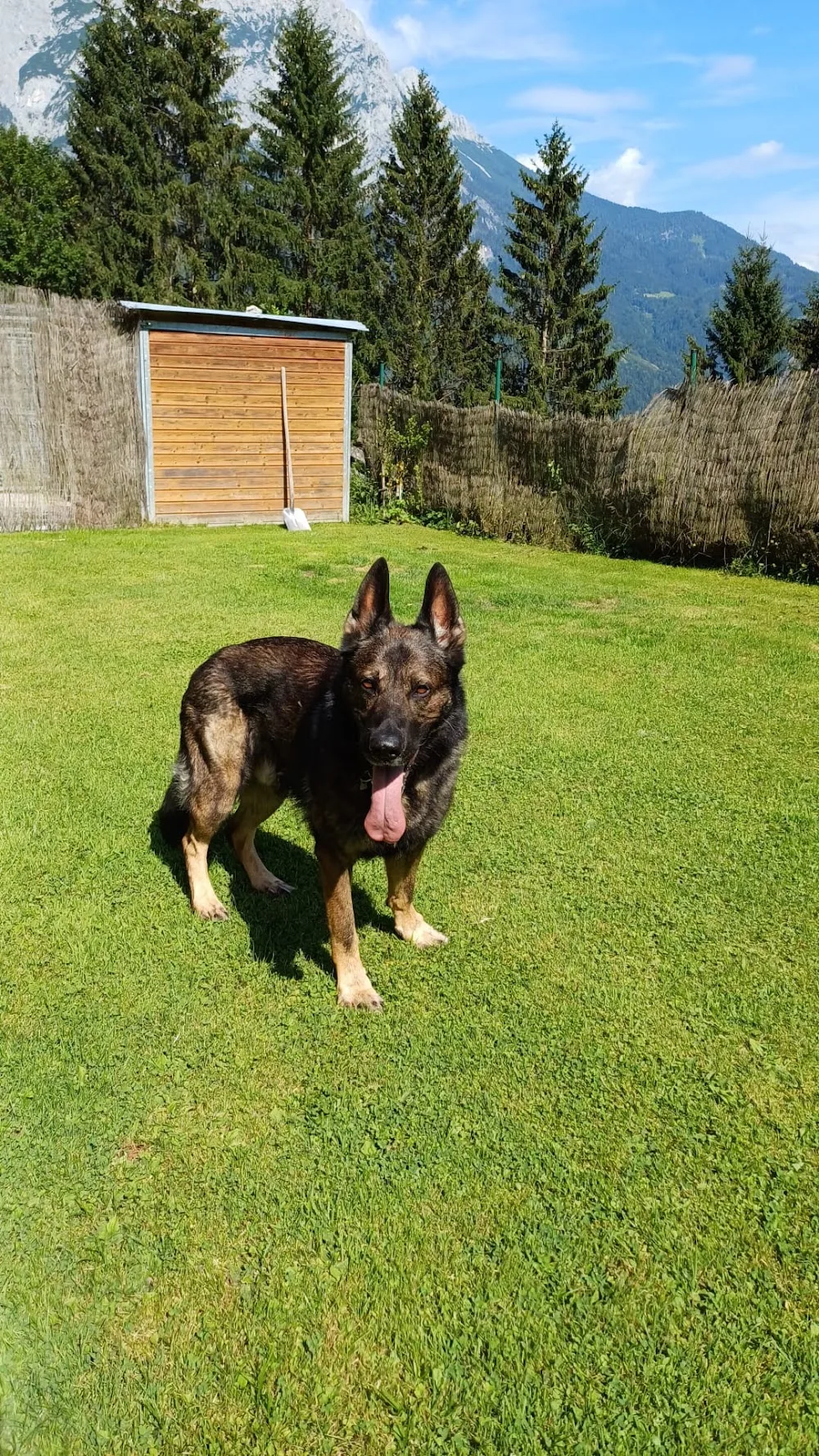 Tierpension Fohlenhof - Austria pet otel görseli 3
