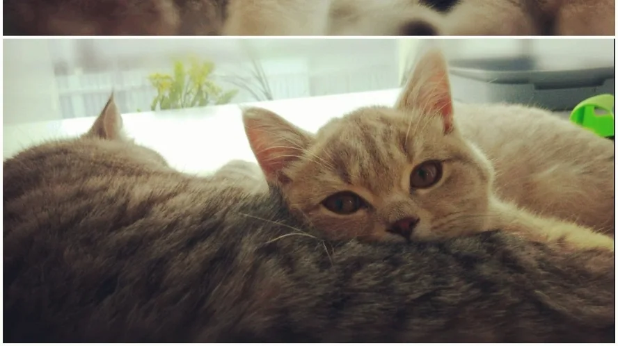 CatsHotel - Гостиница для кошек киев - Autonomous Republic of Crimea pet otel