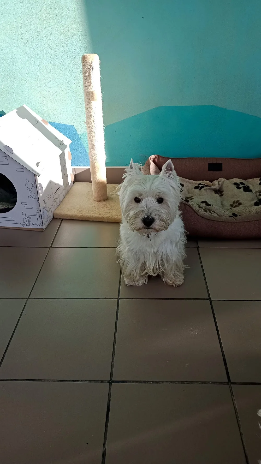 Dog&Cat Hotel - Autonomous Republic of Crimea pet otel görseli 3