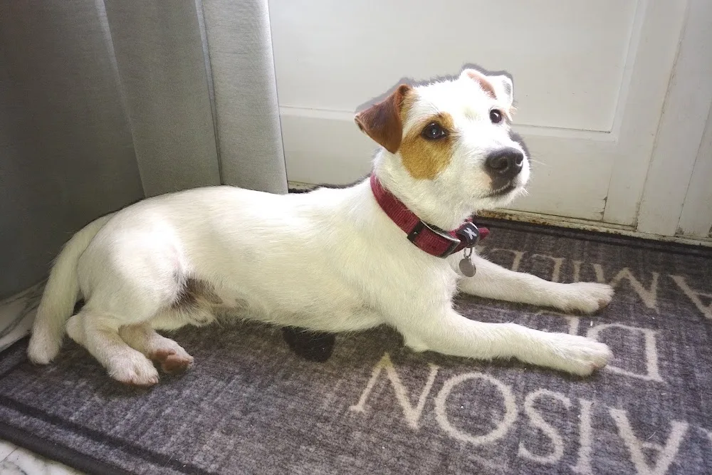 centre canin de la bruyère de jade - Auvergne-Rhône-Alpes pet otel
