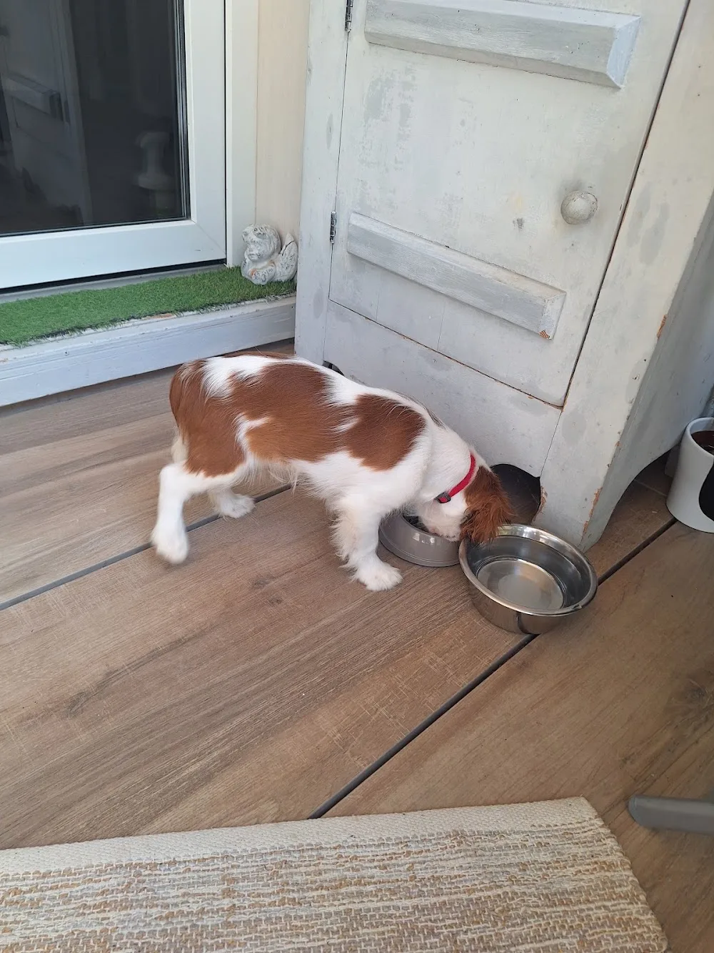 centre canin de la bruyère de jade - Auvergne-Rhône-Alpes pet otel görseli 3