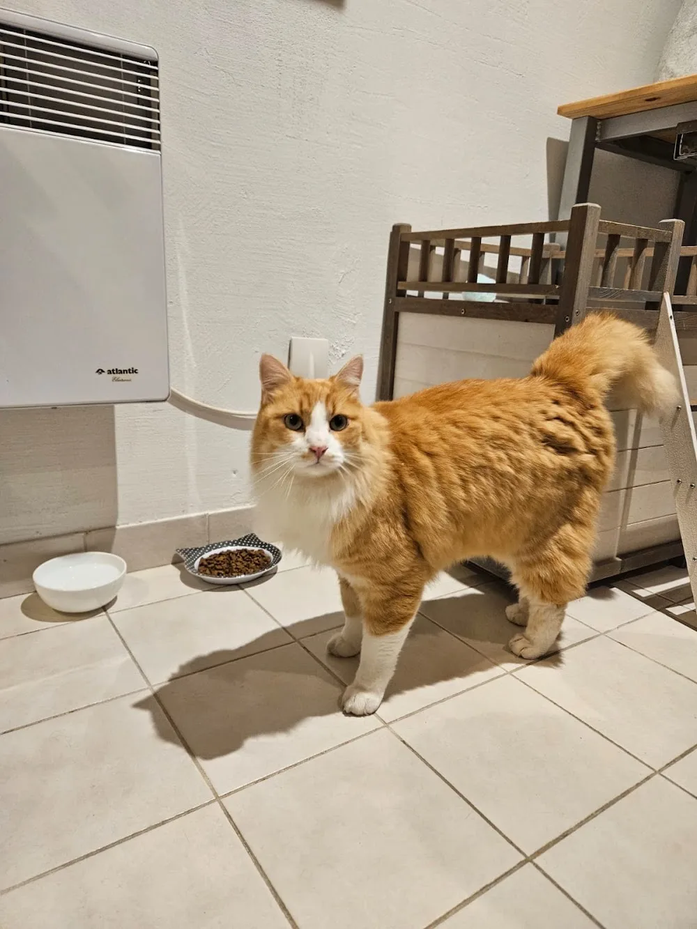 Chats du Pic - Auvergne-Rhône-Alpes pet otel görseli 3