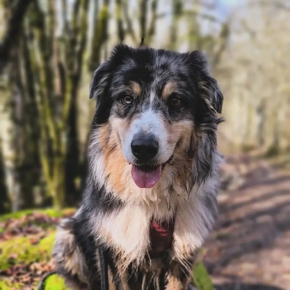 Chenil de la Vallée des Usses - Auvergne-Rhône-Alpes pet otel görseli 4