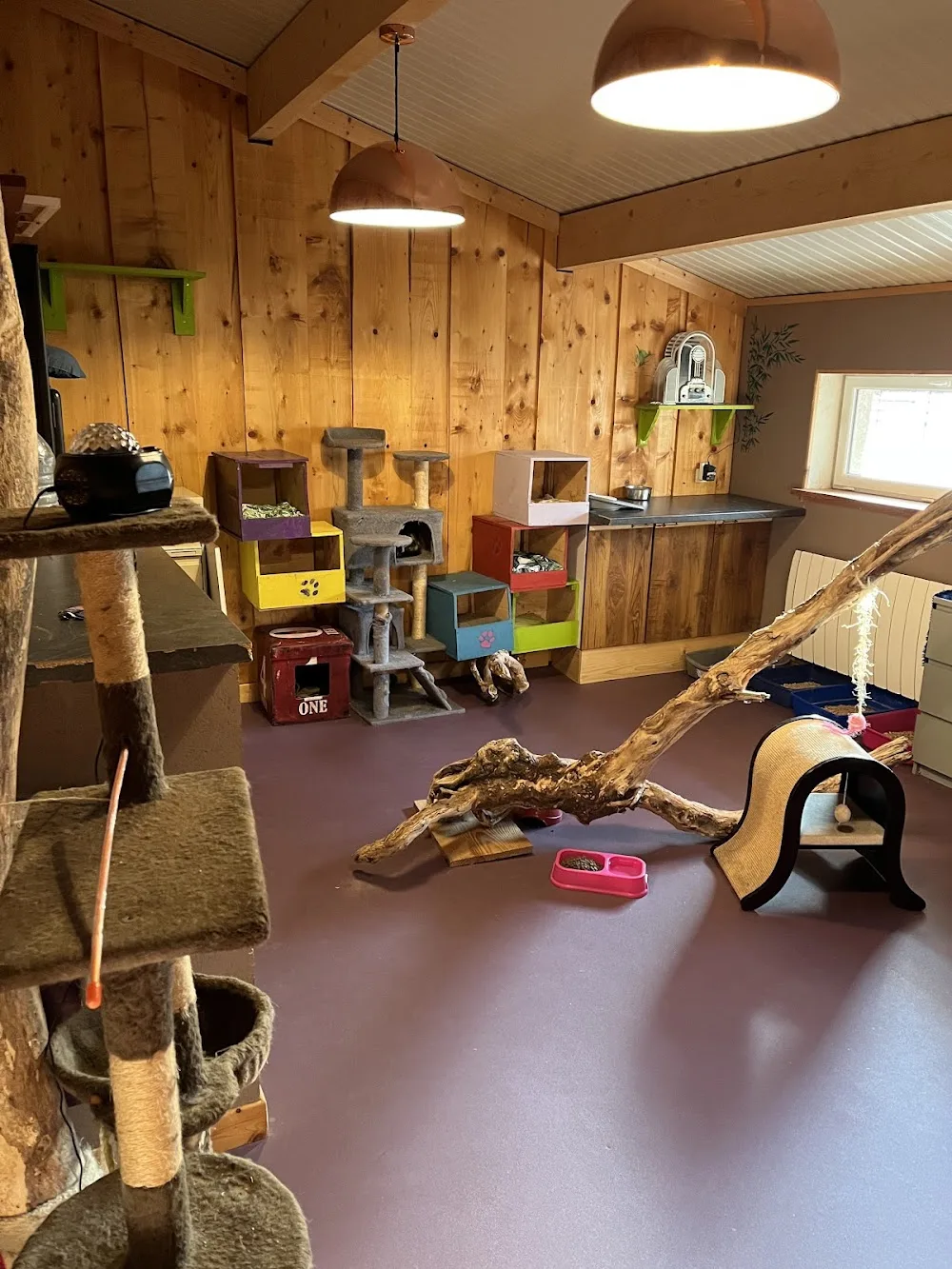 Garderie féline 74 - Auvergne-Rhône-Alpes pet otel görseli 3
