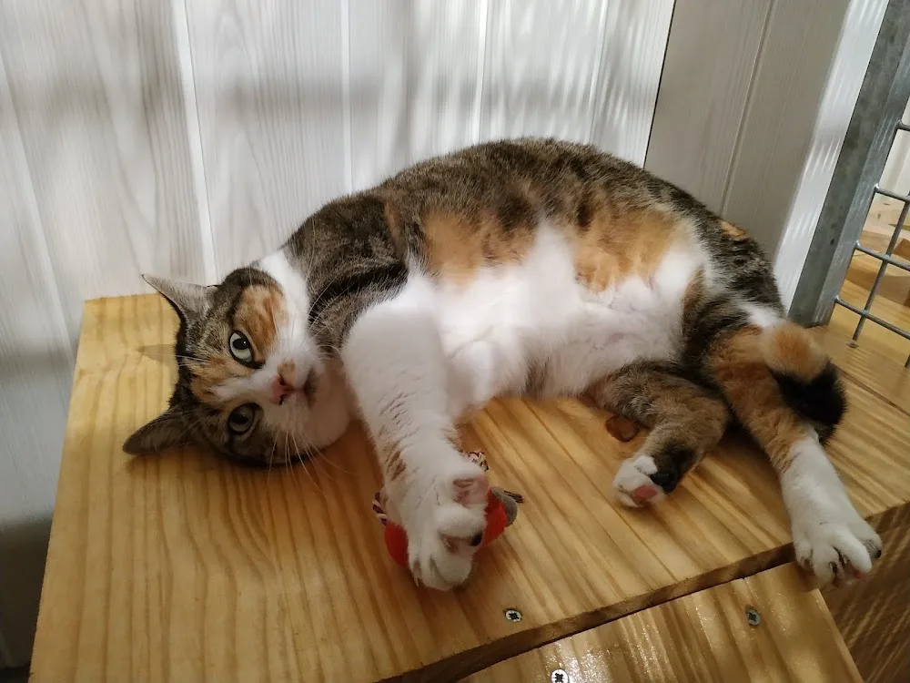 Le Chat l'Heureux - Auvergne-Rhône-Alpes pet otel görseli 3