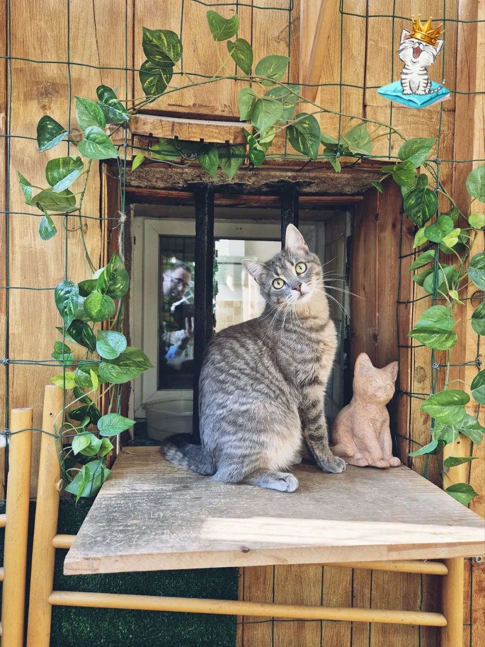 LE CHAT'Ô - Auvergne-Rhône-Alpes pet otel