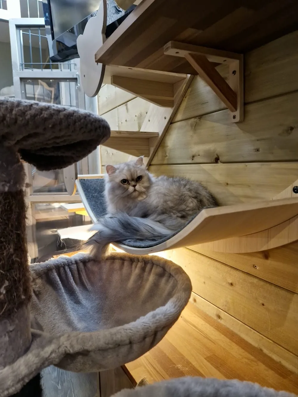 Les Chamalots - Pension pour chats - Auvergne-Rhône-Alpes pet otel