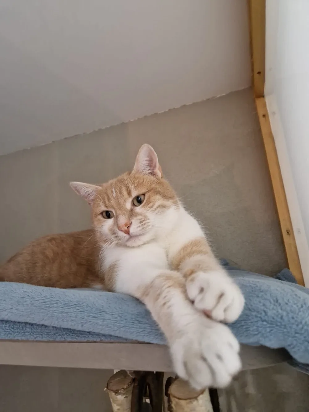 Les Chamalots - Pension pour chats - Auvergne-Rhône-Alpes pet otel görseli 3