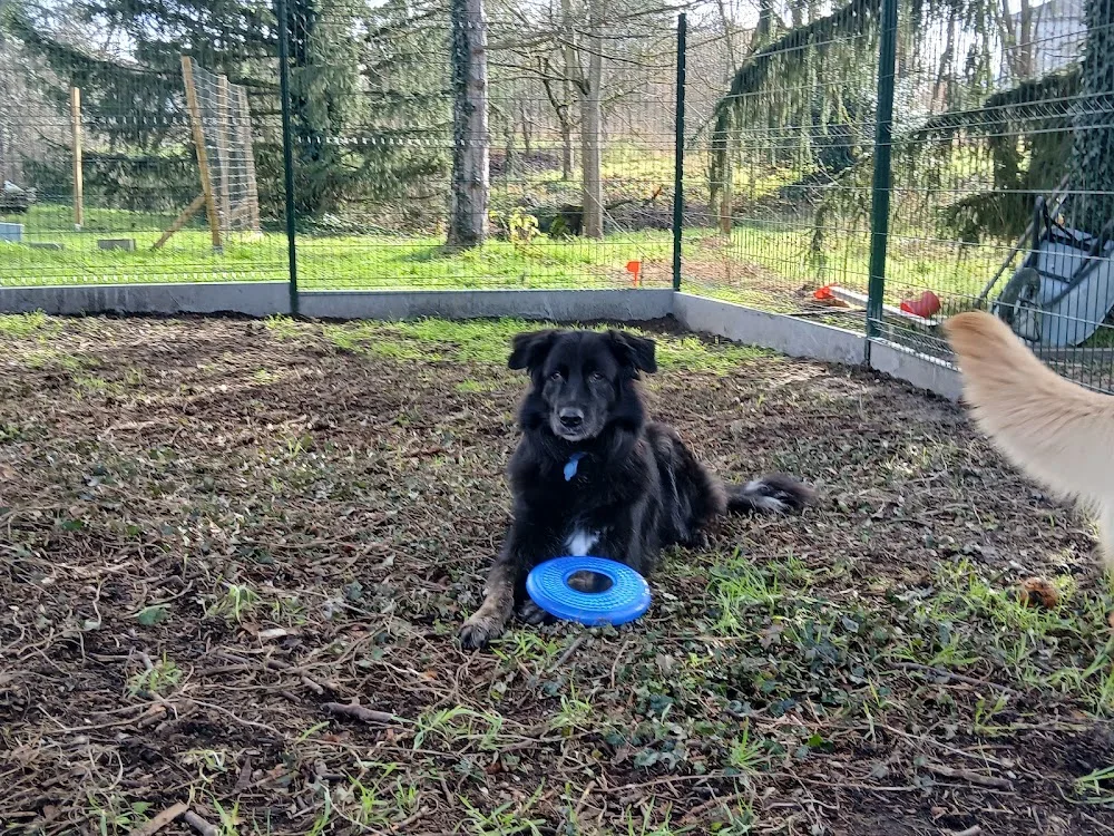 Pension canine "Au Service des Animaux" - Auvergne-Rhône-Alpes pet otel