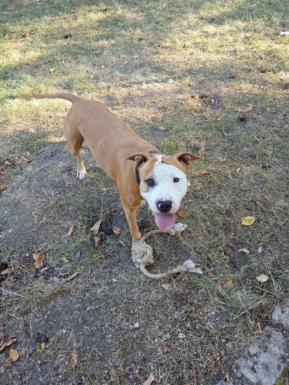 Pension canine "Au Service des Animaux" - Auvergne-Rhône-Alpes pet otel görseli 3
