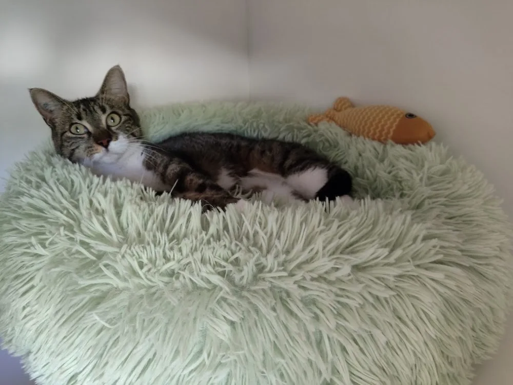 Pension chat Coeur de félin - Auvergne-Rhône-Alpes pet otel görseli 3
