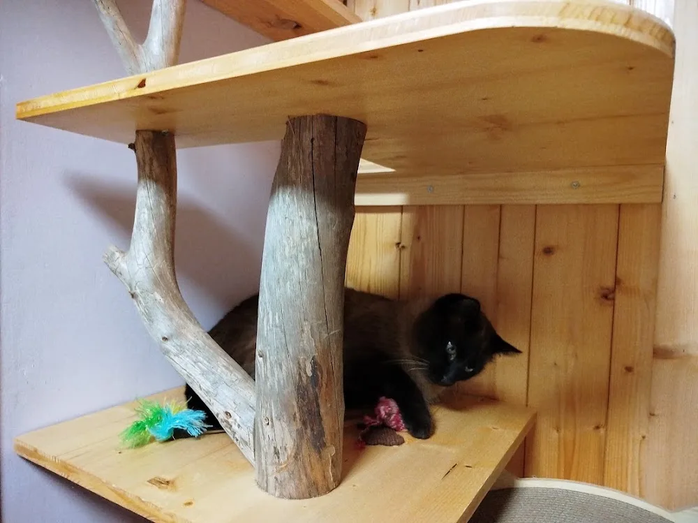 Pension féline Aux Chats Mignons - Auvergne-Rhône-Alpes pet otel görseli 6