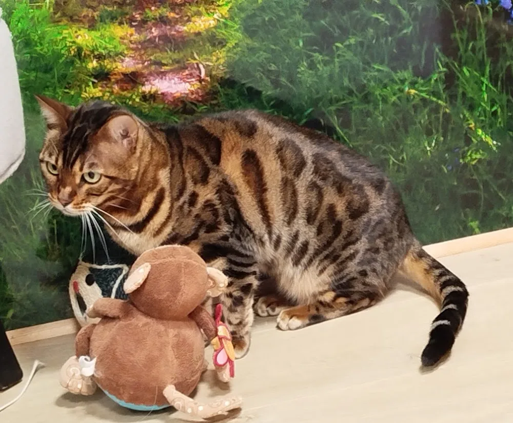 Pension féline Aux Chats Mignons - Auvergne-Rhône-Alpes pet otel görseli 7