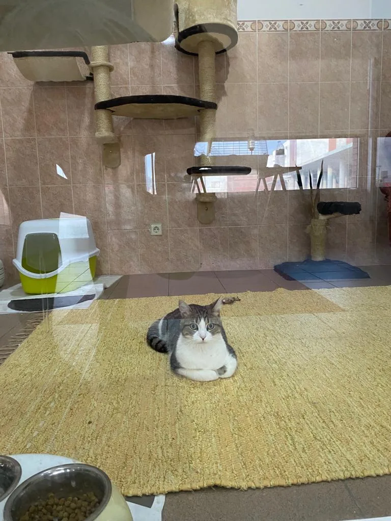 Charm Pet - Pet Shop, Grooming e Hotel Felino - Aveiro pet otel görseli 3