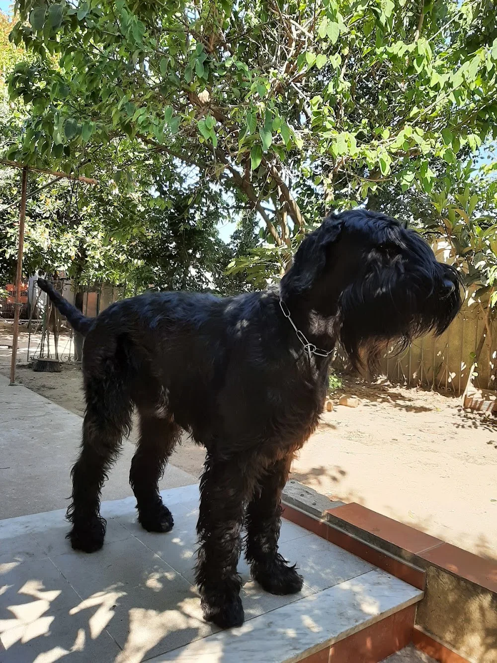 PetResort - Aveiro pet otel görseli 3