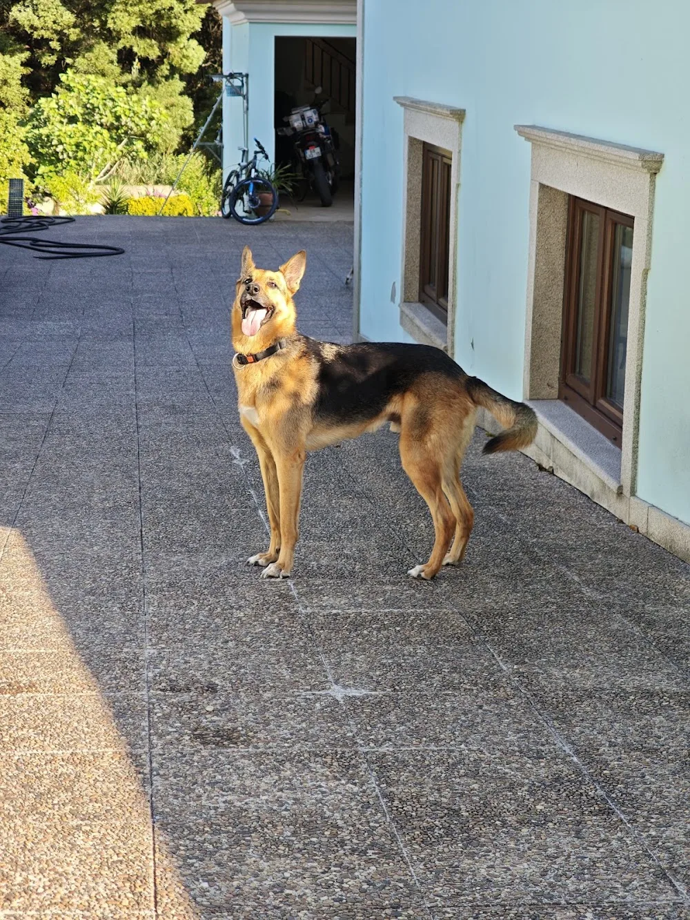 Piquilim - Hotel & Spa Canino - Aveiro pet otel görseli 3