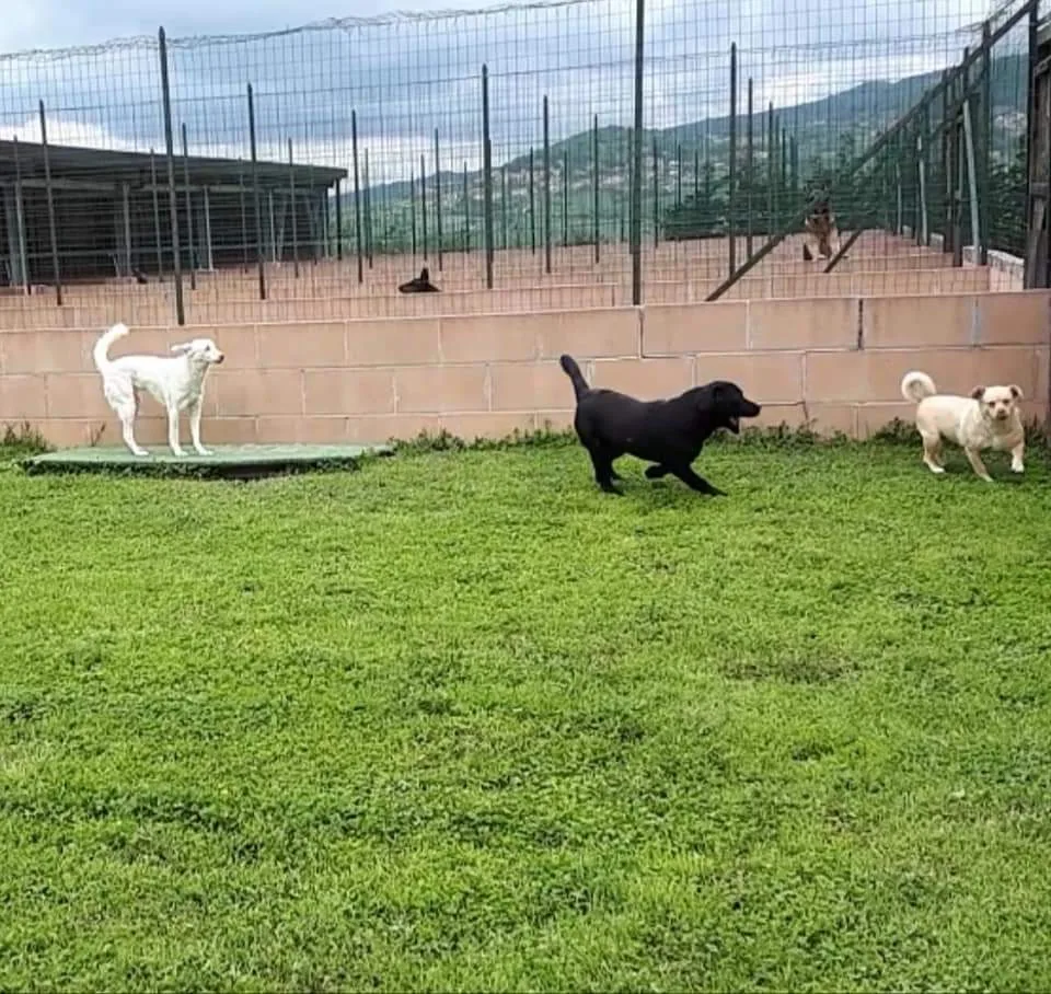 Dog Happy Village Di Apuzzo Franco - Avellino pet otel görseli 7