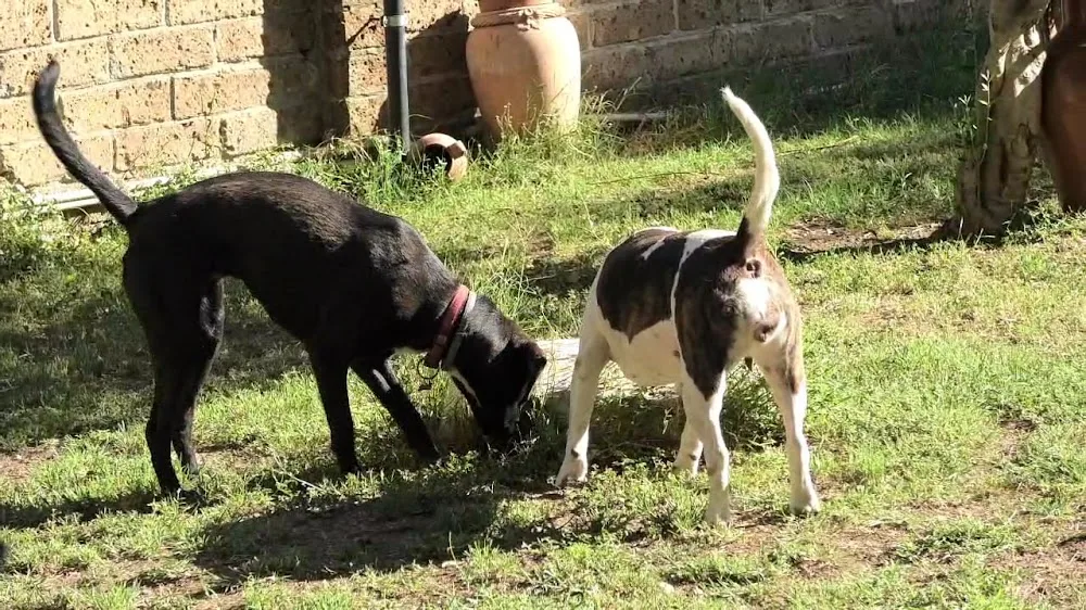 Dogbau PENSIONE CANI - Avellino pet otel