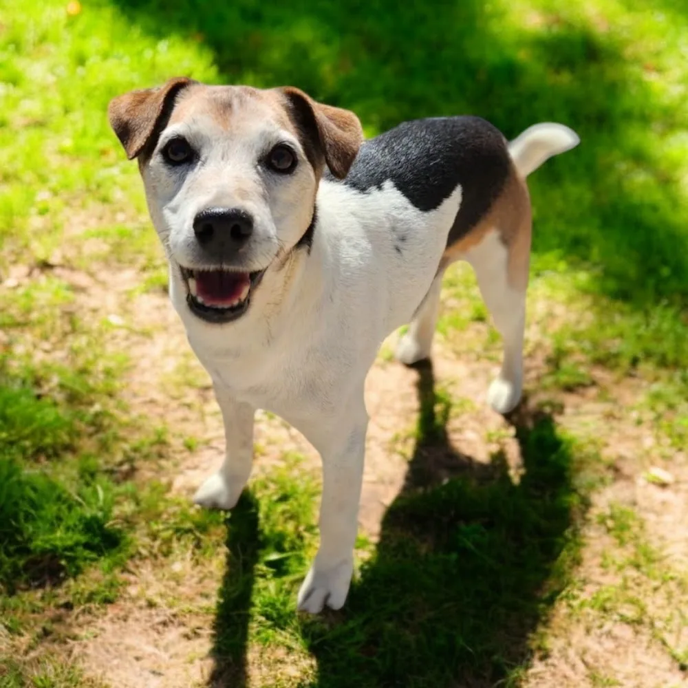 Dogbau PENSIONE CANI - Avellino pet otel görseli 7