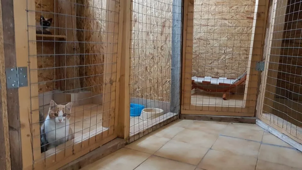 Pensione Per Cani Amico Mio - Avellino pet otel görseli 2