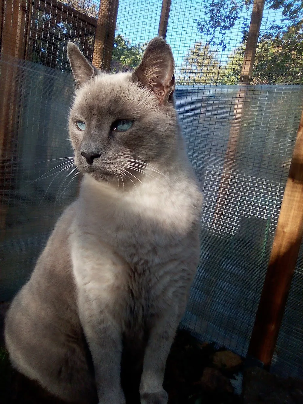 Chat des Bois - Pension Féline - Aveyron pet otel