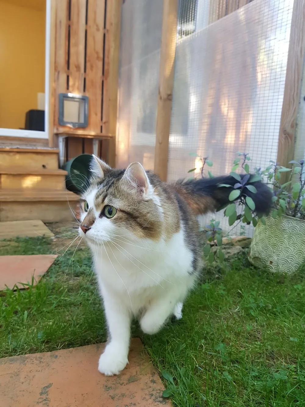 Chat des Bois - Pension Féline - Aveyron pet otel görseli 3