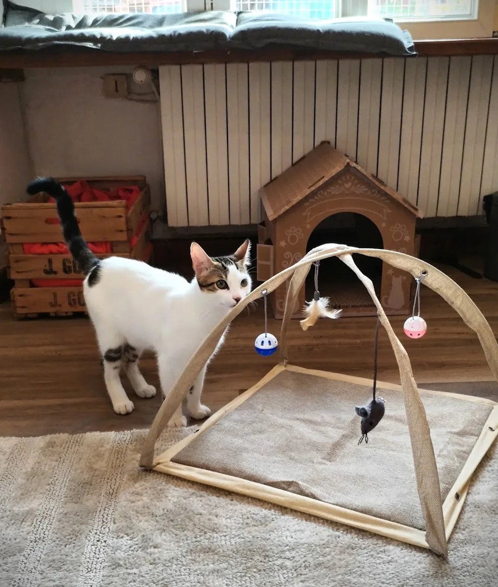 Club RonRon - Pension pour chat Clairvaux d'Aveyron - Aveyron pet otel