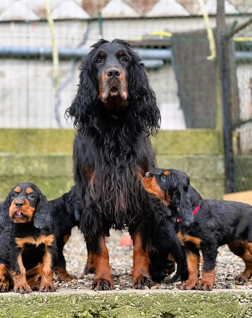 Elevage Canin du Ségala - Pierre Griffeuille - Aveyron pet otel görseli 3